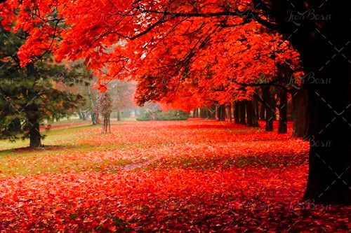 برگریزان برگ قرمز درختان پاییز 
