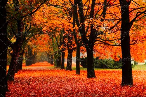 درخت برگریزان برگ قرمز نارنجی 