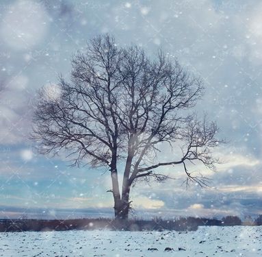 بارش برف زمستان درخت تنها 