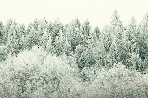 جنگل پوشیده از برف جنگل سفید 