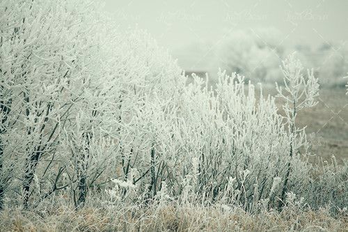 زمستان برف روی شاخه منظره 