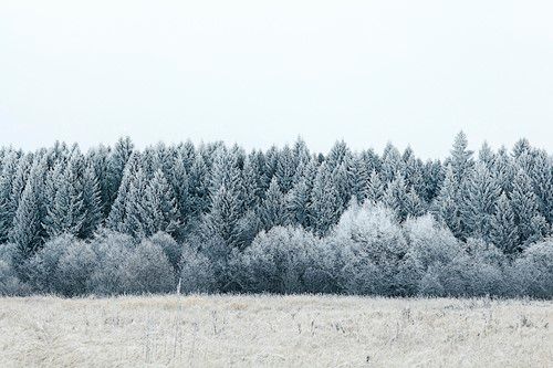 برف روی درختان جنگلی زمستان 