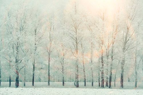 باریدن برف جنگل زمستان طبیعت 