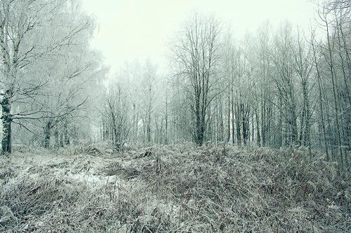 برف روی علفزار جنگل زمستان 