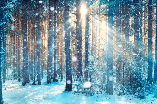 برف تابش خورشید از بین درختان 