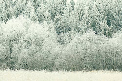 جنگل سفید زمستان برف طبیعت 