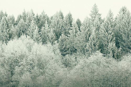 برف جنگل سفید چشم انداز 