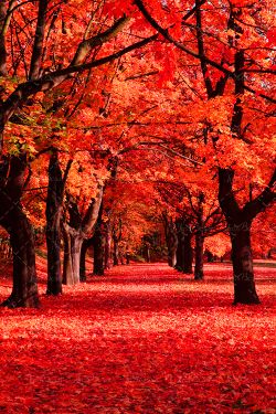 پاییز برگ قرمز زیر درختان منظره 