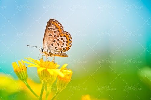  پروانه گل منظره چشم انداز طبیعت  
