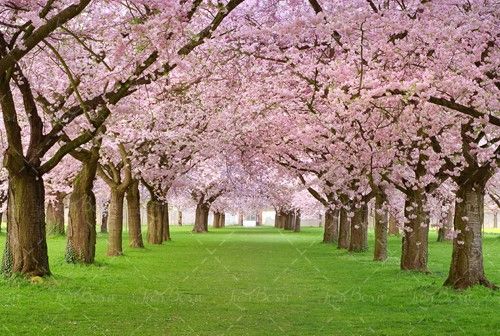بهار شکوفه باغ منظره چشم انداز 