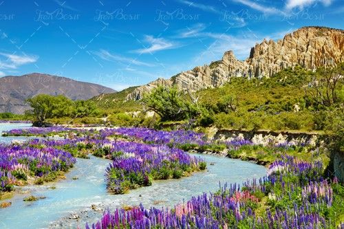 رودخانه آب گل بنفش کوه طبیعت 