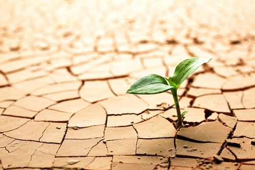 جوانه گیاه زمین خشک ترک خرده 