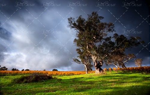آسمان ابری هوای بارانی علفزار درخت 