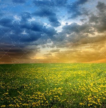 چمنزار دشت گل زرد منظره طبیعت 