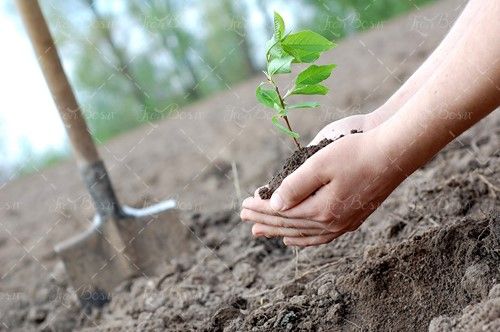 نهال کوچک بیل خاک روز درختکاری 