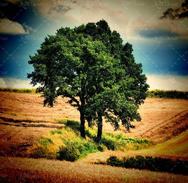  درخت سبز تابستان مزرعه گندم 