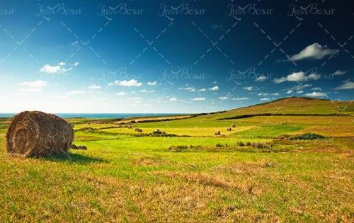 علوفه خشک پرس شده گاه گندم 