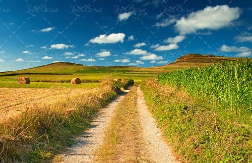 مزرعه گندم مزرعه ذرت آسمان آبی 