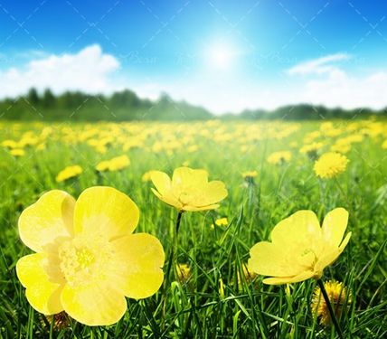 گل زرد بهار آسمان آبی چمنزار طبیعت 