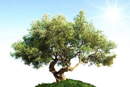 درخت نور خورشید آفتاب منظره طبیعت