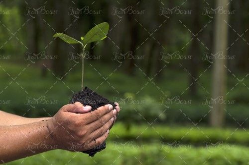 درختکاری جوانه گیاه نهال خاک نهال 