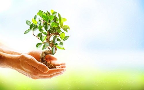 خاک درخت کاری نهال کاشتن 