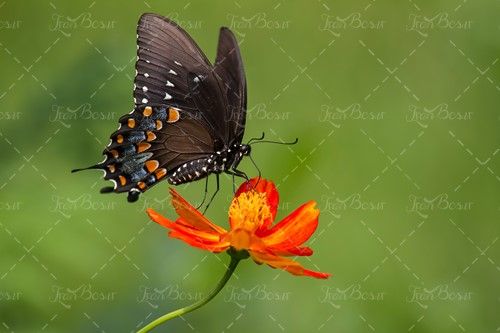 گل قرمز پروانه سیاه منظره طبیعت 