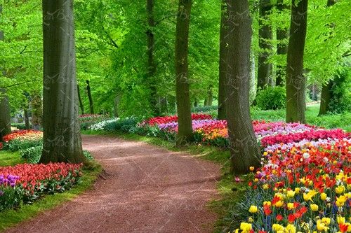 گل های تزئینی پارک جنگلی درخت برگ