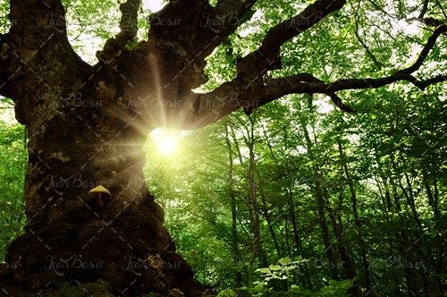 آفتاب نور خورشید درخت تنومند منظره 