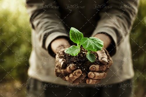 خاک گیاه گل نهال درختکاری 