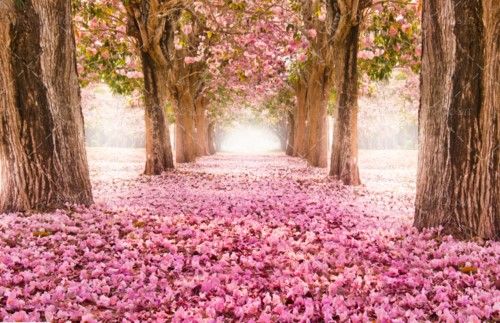 بهار شکوفه صورتی درخت منظره 