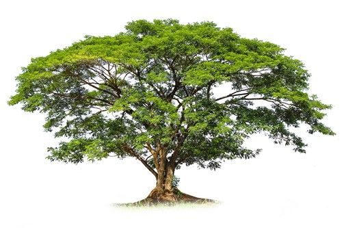 درخت برگ شاخه طبیعت منظره 