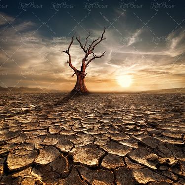 درخت خشک زمین خشک زمین کویر 