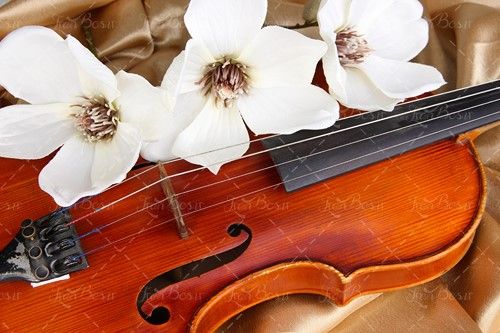 شکوفه گل سفید ویالون گروه موسیقی 