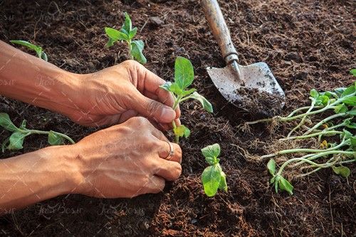 نهال بادمجان جوانه گندم خاک بیلچه 