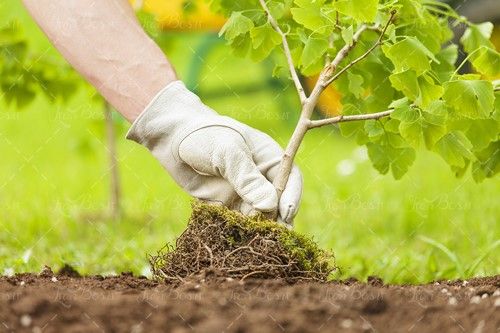نهال ریشه نهال درختکاری 