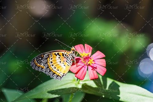 پروانه نشته بر روی گل قرمز منظره 