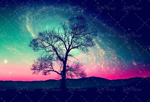 چشم انداز درخت ستاره شفق قطبی