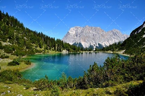 دریاچه درخت آب زلال منظره طبیعت 