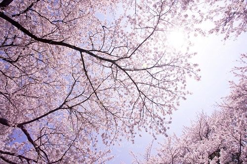 شکوفه خورشید آسمان درخت بهار 