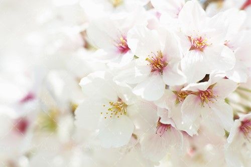 شکوفه سفید درخت بهار منظره طبیعت