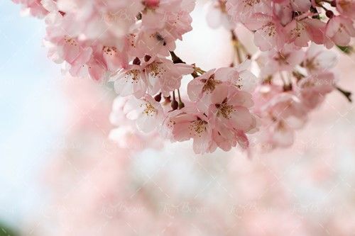 بهار چشم انداز شکوفه بهاری درخت 
