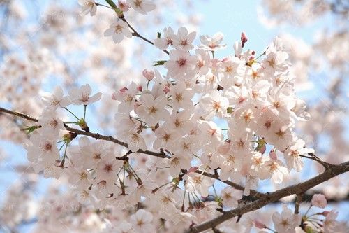 شاخه درخت شکوفه بهاری بهار منظره 