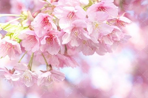 شاخه شکوفه درخت بهار چشم انداز