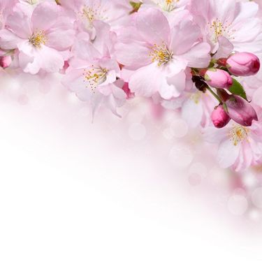 شکوفه باز نشده درخت بهار چشم انداز