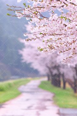 جاده چمن بهار شکوفه بهاری درخت 