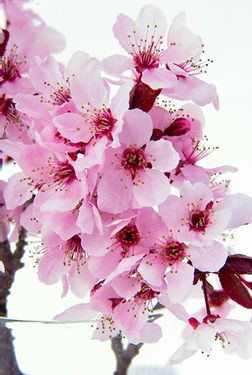 بهار شکوفه بهاری شکوفه سفید بهاری 
