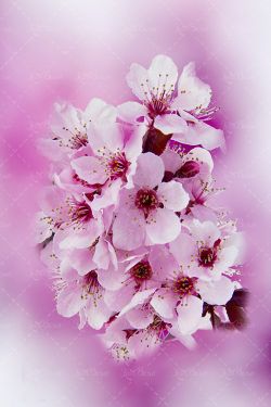 بهار شکوفه بهاری شکوفه سفید گل 