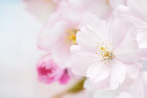 شکوفه بهاری گل سفید بهار 