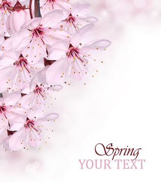 گل شکوفه بهاری کارت پستال 